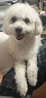 Bichon Boy, a male Bichon Frise for sale in Puyallup, WA – 1 of 3