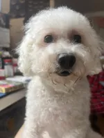 Vanila CKC all white female , a female Poodle - Miniature  for sale in Puyallup, WA – 2 of 7