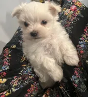 Cotton Baby, a male Maltese for sale in Puyallup, WA – Photo 3 of 4