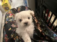 Cotton Baby, a male Maltese for sale in Puyallup, WA – Photo 4 of 4