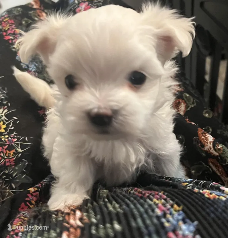 Cotton Baby – Maltese puppy for sale in Puyallup, WA