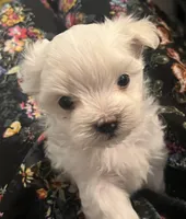 Cotton Baby, a male Maltese for sale in Puyallup, WA – Photo 2 of 4