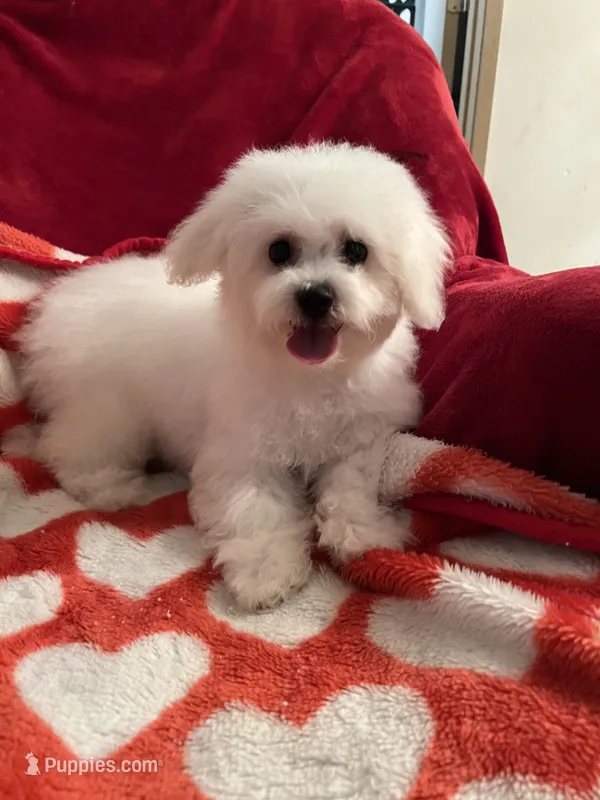 Reduced!! Emma ch line.