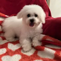 Reduced!! Emma ch line., a female Bichon Frise for sale in Puyallup, WA – Photo 1 of 4