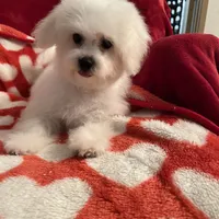 Reduced!! Emma ch line., a female Bichon Frise for sale in Puyallup, WA – Photo 2 of 4