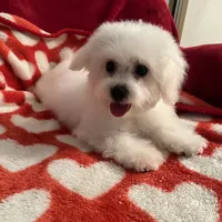 Reduced!! Emma ch line., a female Bichon Frise for sale in Puyallup, WA – Photo 3 of 4