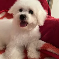 Reduced!! Emma ch line., a female Bichon Frise for sale in Puyallup, WA – Photo 4 of 4