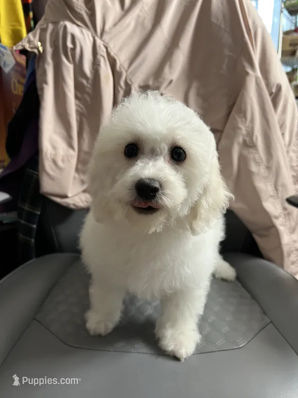 Molly ckc  – Poodle - Miniature  puppy for sale in Puyallup, WA