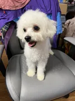Bella , a female Bichon Frise for sale in Puyallup, WA – 5 of 6