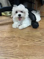Willie Ckc Maltese boy, a male Maltese for sale in Puyallup, WA – 5 of 8