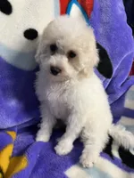 Minky ckc, a female Poodle - Miniature  for sale in Puyallup, WA – 5 of 6