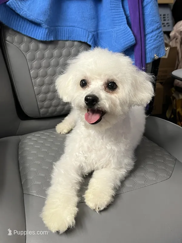 Solo Bichon boy – Bichon Frise puppy for sale in Puyallup, WA