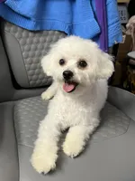 Solo Bichon boy, a male Bichon Frise for sale in Puyallup, WA – 1 of 2