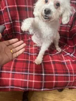 Vanila CKC all white female , a female Poodle - Miniature  for sale in Puyallup, WA – 6 of 7