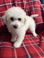 Momo, a female Poodle - Miniature  for sale in Puyallup, WA – 3 of 7