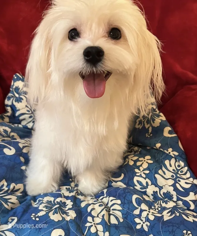 Tory AKC Maltese male – Maltese puppy for sale in Puyallup, WA