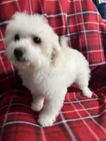 Momo, a female Poodle - Miniature  for sale in Puyallup, WA – 5 of 7