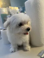 Cotton- Teddy Ckc Maltese boy, a male Maltese for sale in Puyallup, WA – 2 of 4