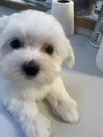 Cotton- Teddy Ckc Maltese boy, a male Maltese for sale in Puyallup, WA – 3 of 4