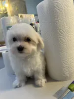 Cotton- Teddy Ckc Maltese boy, a male Maltese for sale in Puyallup, WA – 4 of 4