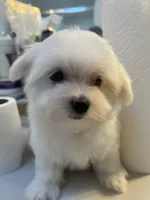 Cotton- Teddy Ckc Maltese boy, a male Maltese for sale in Puyallup, WA – 1 of 4