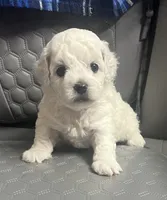 Leo , a male Bichon Frise for sale in Puyallup, WA – 2 of 5