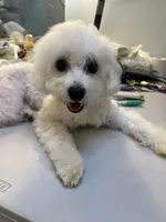 Reduced!!Danny ch line boy, a male Bichon Frise for sale in Puyallup, WA – 1 of 7