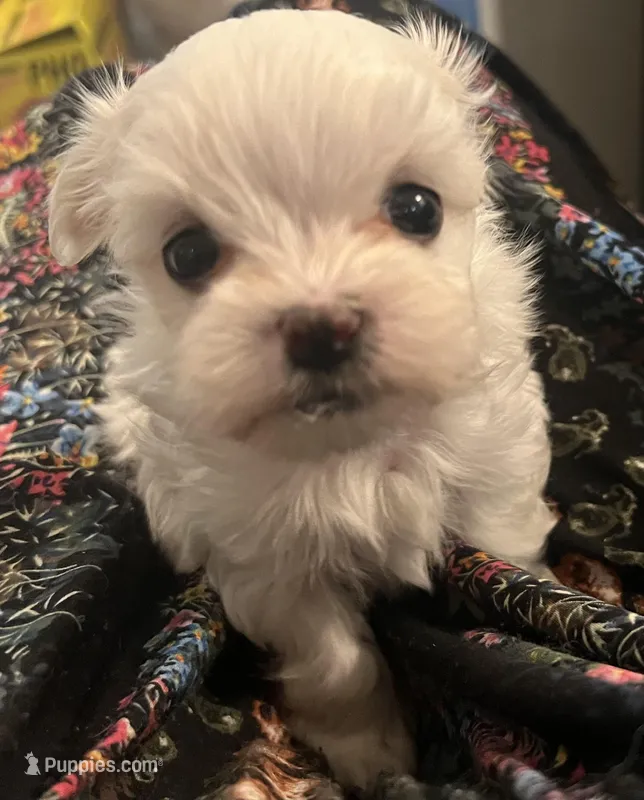 Star, a male Maltese for sale in Puyallup, WA – Photo 1 of 2