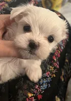 Star, a male Maltese for sale in Puyallup, WA – Photo 2 of 2