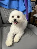 Bella , a female Bichon Frise for sale in Puyallup, WA – 4 of 6