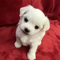 Reduced-Ckc Girl Coco, a female Maltese for sale in Puyallup, WA – Photo 5 of 8