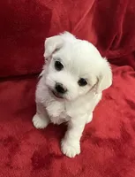 Ckc Maltese Coco, a female Maltese for sale in Puyallup, WA – Photo 5 of 8