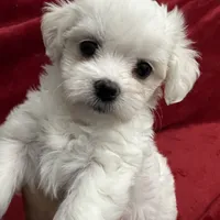 Reduced-Ckc Girl Coco, a female Maltese for sale in Puyallup, WA – Photo 3 of 8