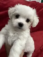 Ckc Maltese Coco, a female Maltese for sale in Puyallup, WA – Photo 3 of 8