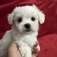 Reduced-Ckc Girl Coco, a female Maltese for sale in Puyallup, WA – Photo 1 of 8