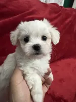 Ckc Maltese Coco, a female Maltese for sale in Puyallup, WA – Photo 1 of 8