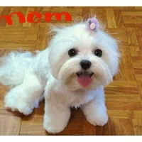 Reduced-Ckc Girl Coco, a female Maltese for sale in Puyallup, WA – Photo 7 of 8