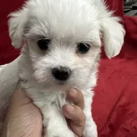 Reduced-Ckc Girl Coco, a female Maltese for sale in Puyallup, WA – Photo 4 of 8