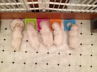 Ckc Maltese Coco, a female Maltese for sale in Puyallup, WA – Photo 8 of 8