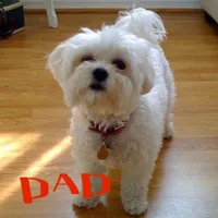 Reduced-Ckc Girl Coco, a female Maltese for sale in Puyallup, WA – Photo 6 of 8