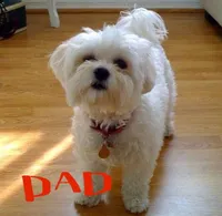 Ckc Maltese Coco, a female Maltese for sale in Puyallup, WA – Photo 6 of 8