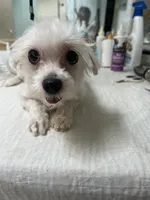 Milky AKC lady, a female Maltese for sale in Puyallup, WA – 4 of 4