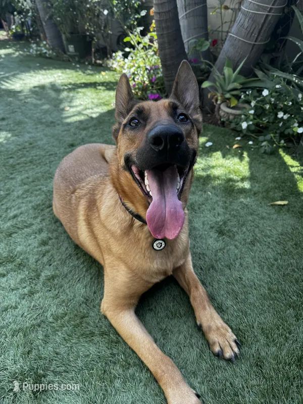 Athena – Belgian Malinois, German Shepherd Dog puppy for sale in Azusa, CA
