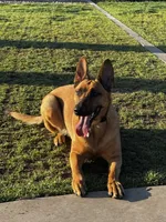 Athena, a female Belgian Malinois and German Shepherd Dog for sale in Azusa, CA – 9 of 9