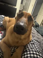 Athena, a female Belgian Malinois and German Shepherd Dog for sale in Azusa, CA – 5 of 9