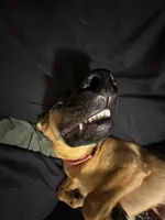 Athena, a female Belgian Malinois and German Shepherd Dog for sale in Azusa, CA – 4 of 9