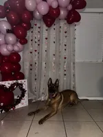 Athena, a female Belgian Malinois and German Shepherd Dog for sale in Azusa, CA – 2 of 9