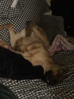 Athena, a female Belgian Malinois and German Shepherd Dog for sale in Azusa, CA – 7 of 9