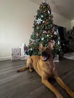 Athena, a female Belgian Malinois and German Shepherd Dog for sale in Azusa, CA – 3 of 9