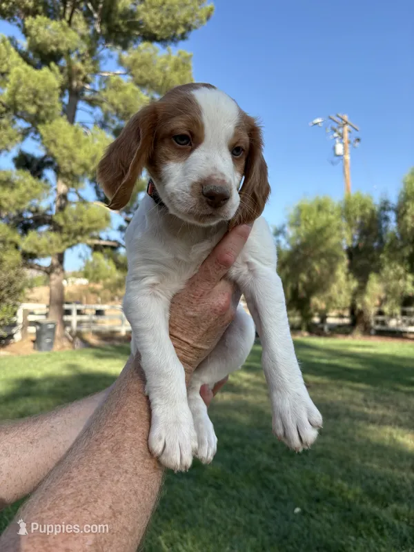 Orange Male  – Brittany puppy for sale in Sun City, CA